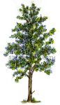 S-65 Leafy Tree